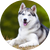 Husky